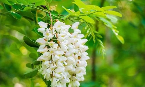 萝卜和芒果能一块吃吗-萝卜和芒果的吃法大全网- 萝卜和芒果的吃法大全图片知识,分享萝卜和芒果能一块吃吗
