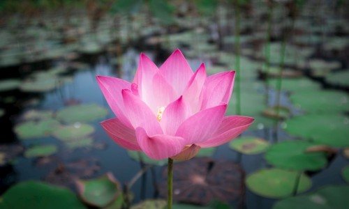 芒果和紫萝卜做法视频-萝卜和芒果的吃法大全网- 萝卜和芒果的吃法大全图片知识,分享萝卜和芒果能一块吃吗